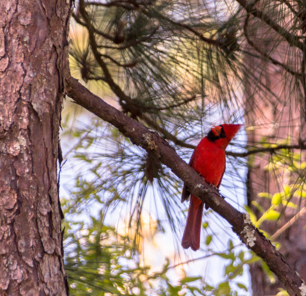 Beautiful Red Cardinal from Brother's Porch...
