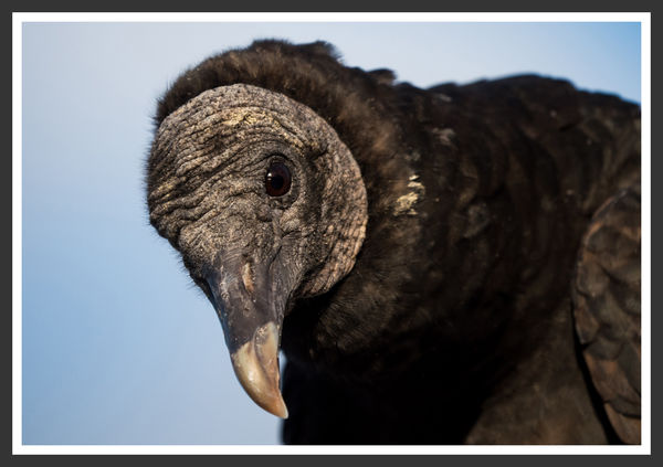 Another Black Vulture...