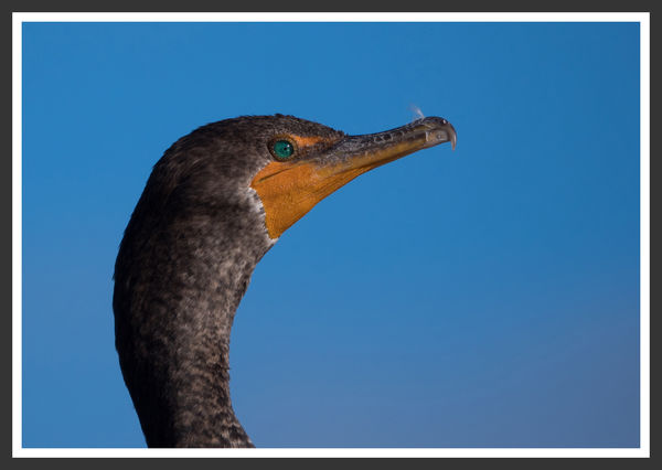 Double-Crested Cormorant...