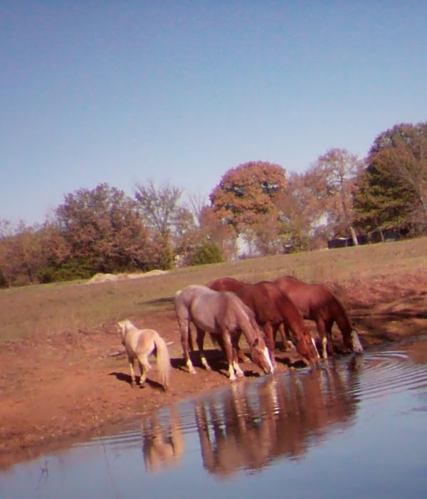 Horses at the pond caught on game camera...