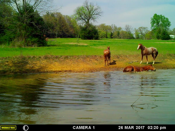 Another game camera of horses taking a dip....