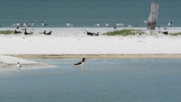 Sandbar with Black Skimmers, American Oyster Catch...