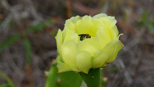 cactus flower with insect...