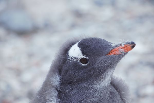 Gentoo Penguin Chick First Molt...