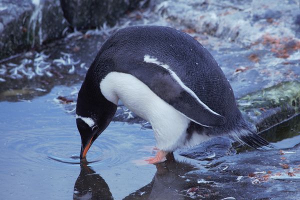 A Young Gentoo With Brand New Feathers...