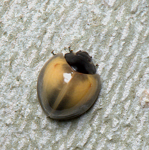 Recently-eclosed  Twice-struck Lady Beetle...