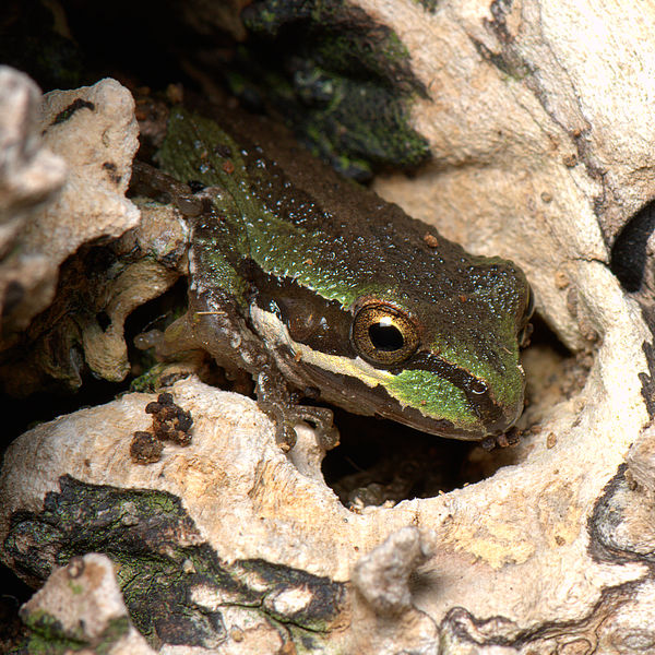 Baja California Treefrog (Pseudacris hypochondriac...