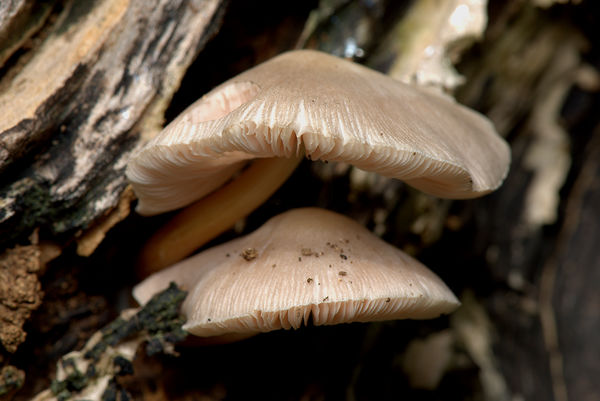 Fungi Caps...