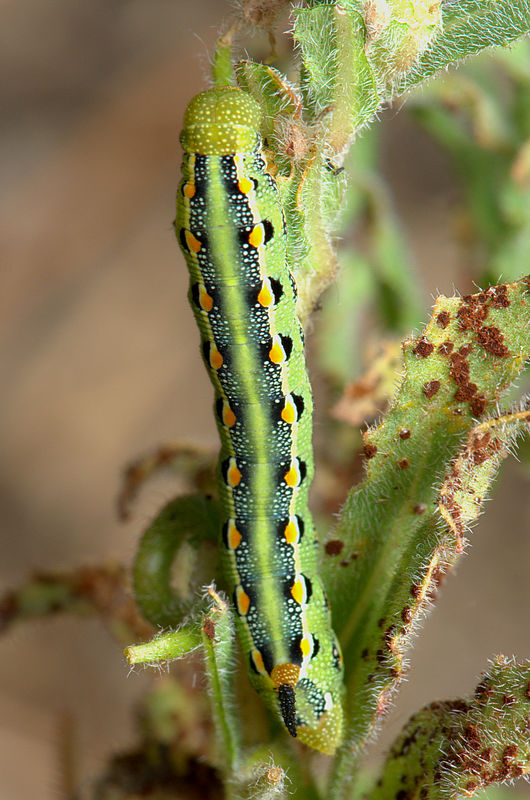 1-inch long White-Lined Sphinx caterpillar...