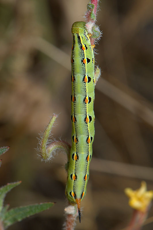 2-inch long White-Lined Sphinx caterpillar...