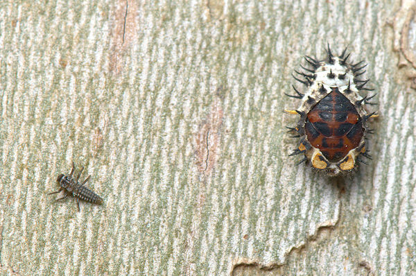 Twice-struck Lady Beetle Nymph & Chrysalis...