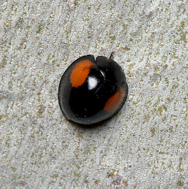 Mature Twice-struck Lady Beetle...