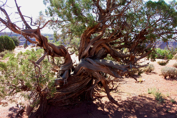 Twisted tree in Utah...