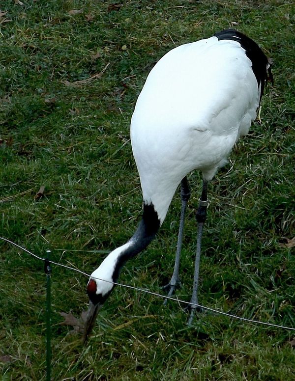 red crowned crane...