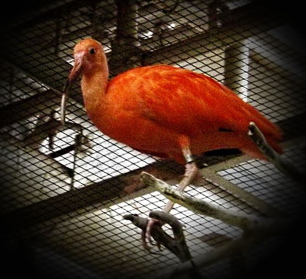 ibis in RainForest bldg....