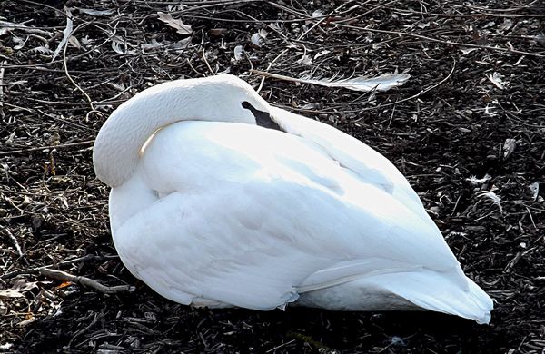 Trumpeter swan, zoo...