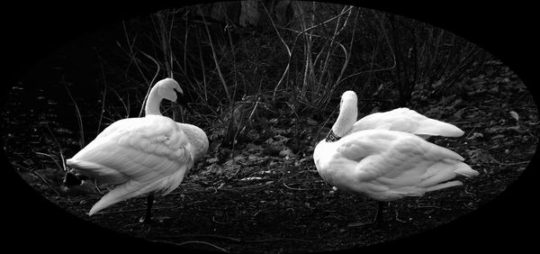 Trumpeter swans, zoo...