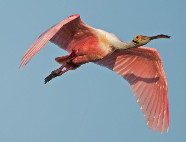 Spoonbill coming in from the marshes in TM...