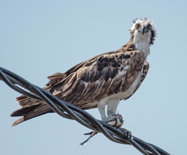 Osprey just starting in on its lunch...
