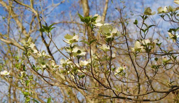 Even the Dogwood is out-early for us!...