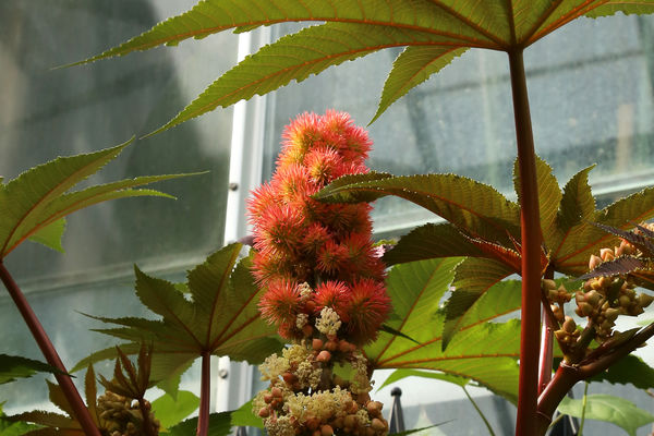Castor plant in the hall of deadly plants...