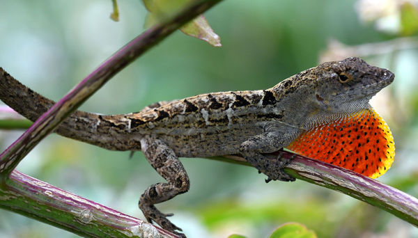 Brown Anole - Male...