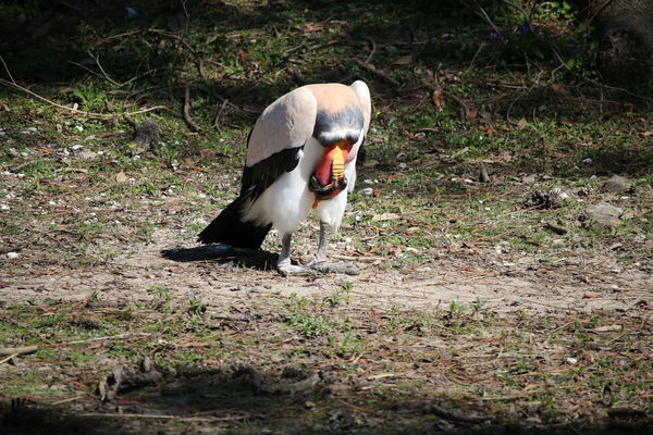 King Vulture (I think I wet my feathers)...