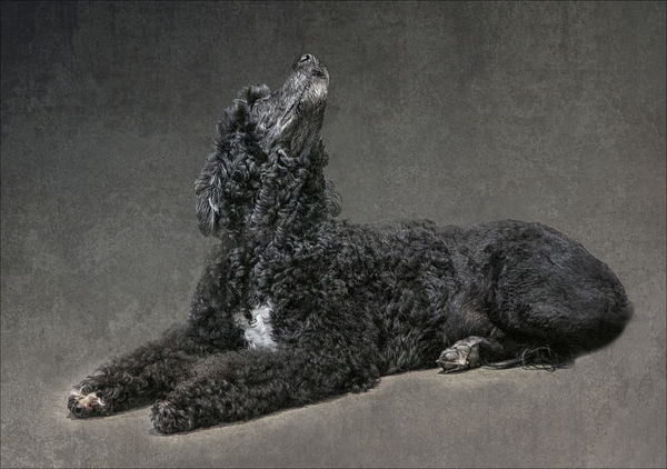 Portuguese Water Dog...