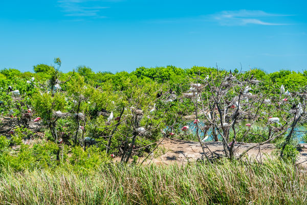 Smith Oaks Rookery at High Island Tx: The Smith Oaks rookery is in full ...