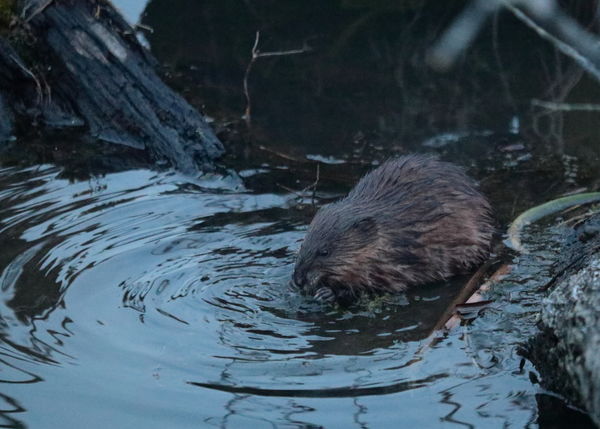 Muskrat Sally with a morning snack....