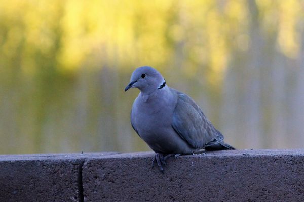 Asian or ring necked dove...