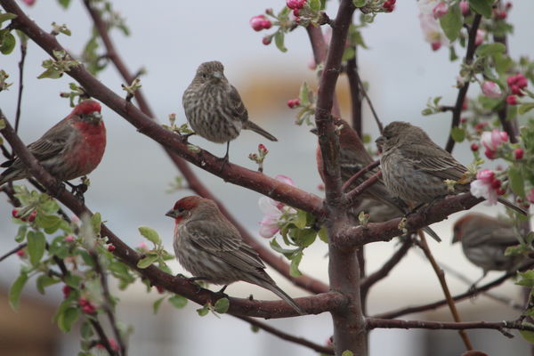 tree full of house finches...