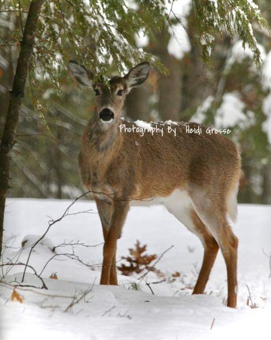Beautiful Buck - Love the snow on his back from th...