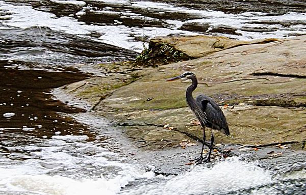 blue heron at Plum Creek...