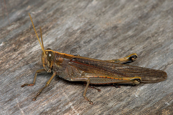 3.) Mature Grey Bird grasshopper, 50-mm length...