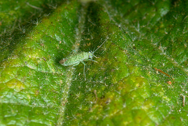 4.) Genus Brooksetta, a true leaf bug, 3-mm length...