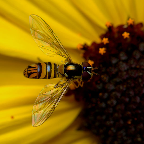 5.) 'Bee Mimic' Hover fly, known as Common Oblique...