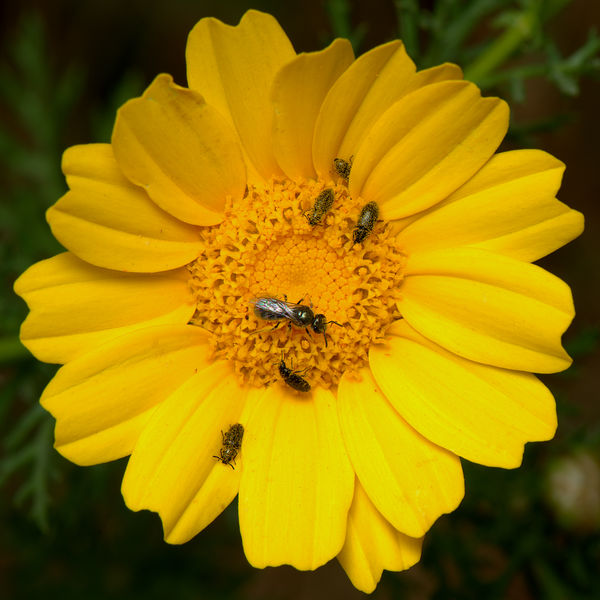 6.) A Sweat bee (Family Halictidae) and a gatherin...