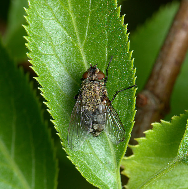 7.) An hairy tachinid fly...