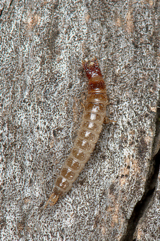 8.) A predatory Ground beetle larva (Family Carabi...