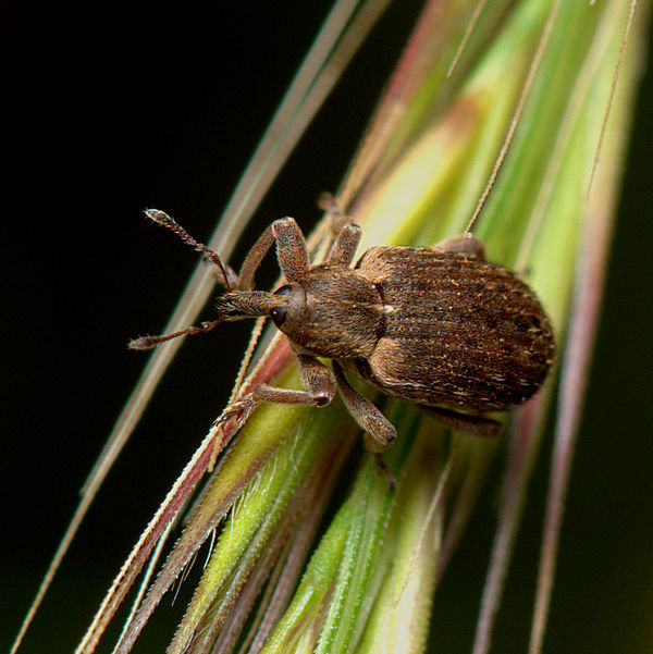 9.) A wee Alfalfa Weevil (Hypera postica), 5-mm le...