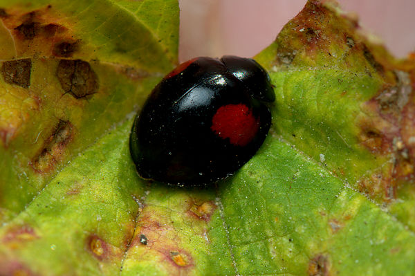 10.) A Twice-struck Ladybeetle (Axion plagiatum)...