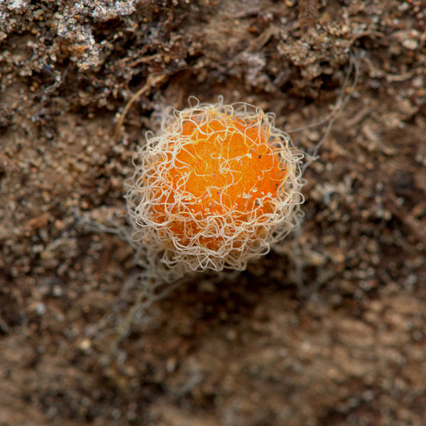 12.) Fungus or eggsac (?), about 5-mm diameter, fo...