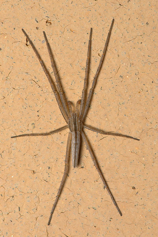 15.) Male Slender Crab Spider (Tibellus oblongus),...