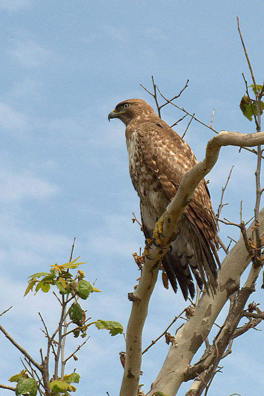 16.) A Red Tailed hawk (Buteo jamaicensis)...