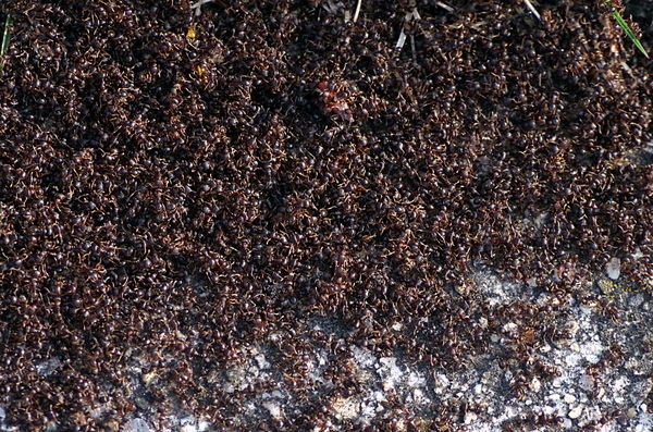 Ant version of Woodstock {you have to really zoom ...