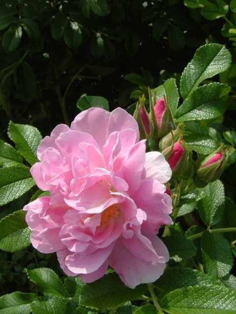 In the Rose Garden at Lauridsen Gardens, Omaha...