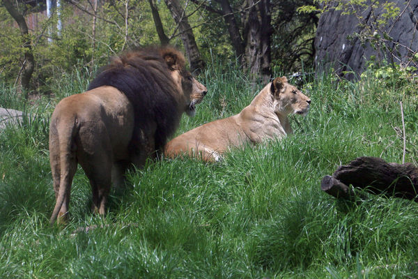 lounged with the lions...