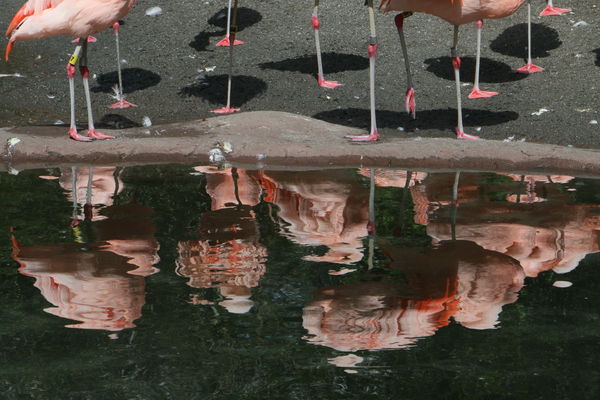 stood around with the flamingos (not one of them b...