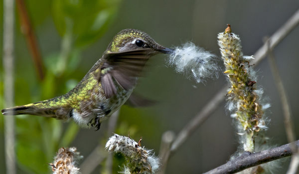 Anna's Hummingbird gathering nesting material....